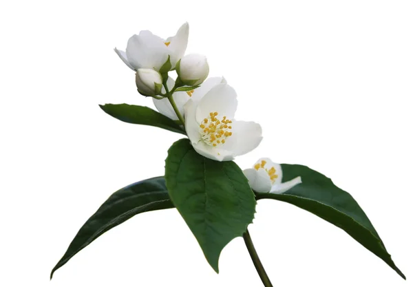 Jaśminowa kwiat na białym tle — Zdjęcie stockowe