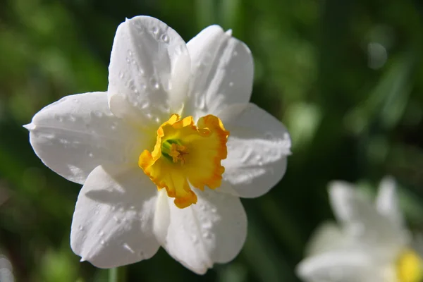 Hvide narcissus Blomst - Stock-foto