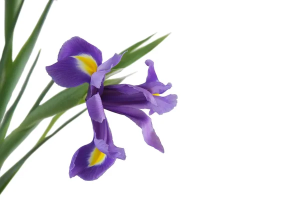 Iris violeta — Foto de Stock