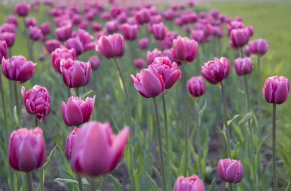 Tulipanes morados —  Fotos de Stock