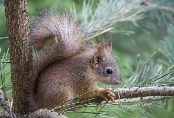 Stock image Young squirrel