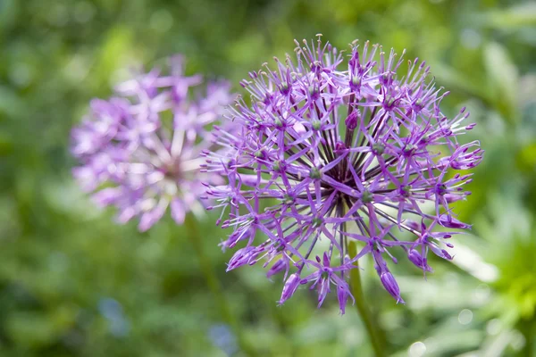 Allium çiçek (yabani soğan)