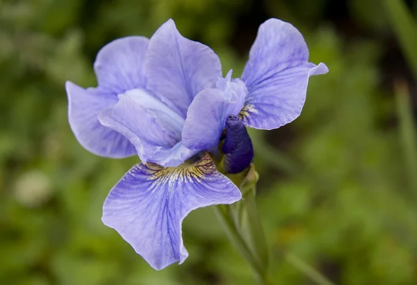 Iris viola con bocciolo — Foto Stock