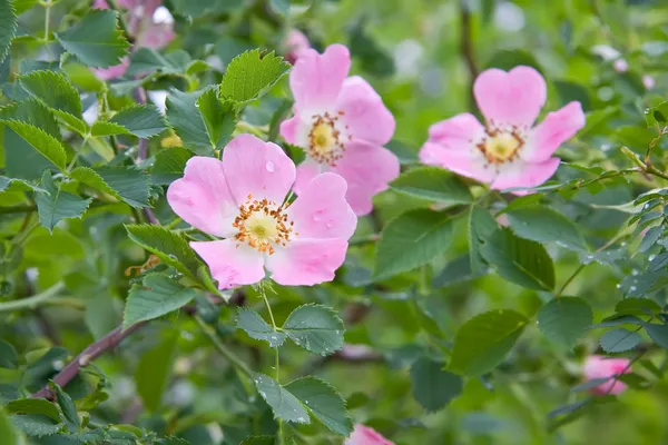 Hond roze rosa canina bloemen — Stockfoto