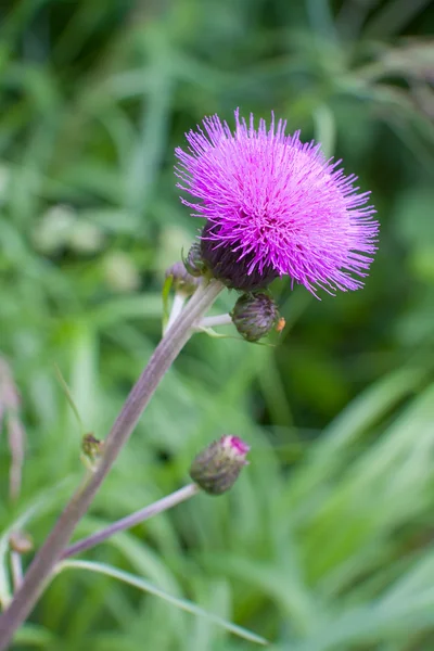 Blooming thistle, emblem of Scotland — Stock Photo, Image