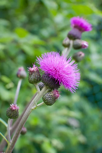 Blooming thistle, emblem of Scotland — Stock Photo, Image