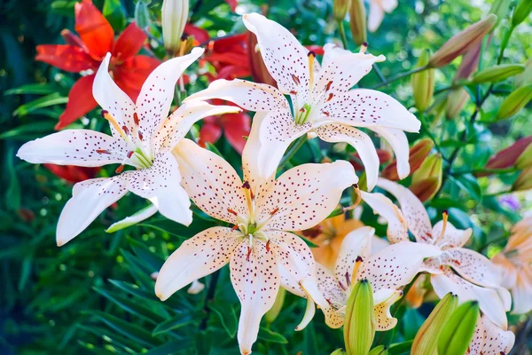 Garden lily — Stock Photo, Image