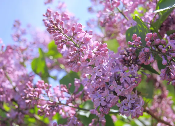 Arbusto lilás perfumado Fotos De Bancos De Imagens