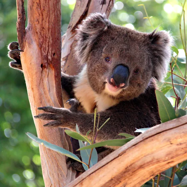 ユーカリの木は、オーストラリアでコアラ ストック画像