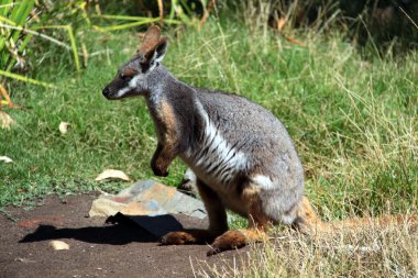 Yellow-Footed Rock-Wallaby clipart