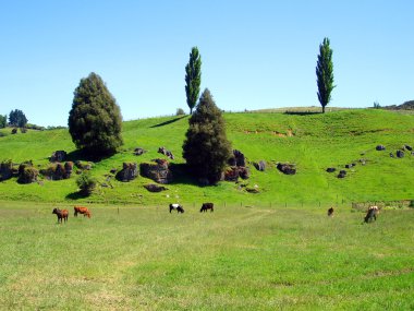 Field of Cows, Waitomo, New Zealand clipart