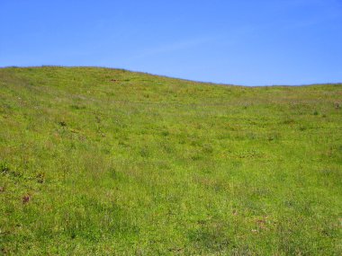 çimenli tepeye kır çiçekleri, waitomo, Yeni Zelanda