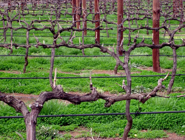 Winter Grape Vines in Rows — Zdjęcie stockowe