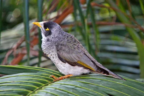 Noisy Miner Bird - Nativo australiano — Fotografia de Stock