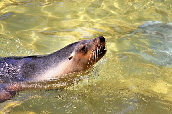 Australische zeeleeuw opduiken om te ademen — Stockfoto