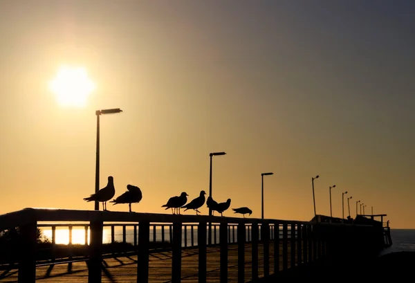 Seagulls in Silhouette on Jetty at Sunse — Stock Photo, Image