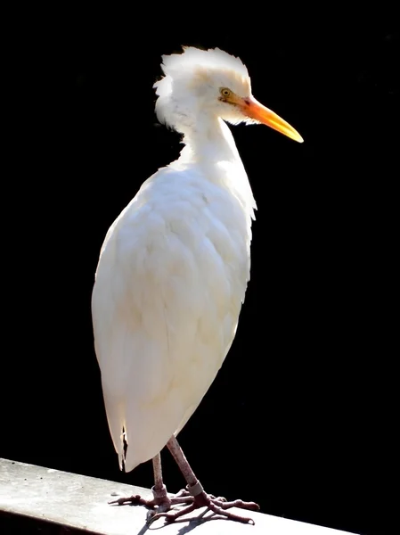 White Cattle Egret (Non-breeding plumage — Stock Photo, Image