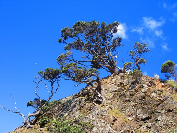 Деревья на скалистом острове, Новая Зеландия — стоковое фото