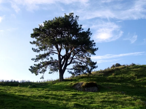 Osamělý strom na hřebenu kopce — Stock fotografie