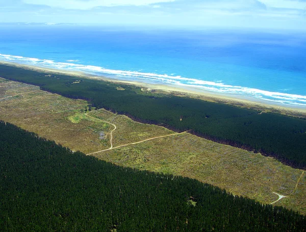 Aeronave da plantação de pinheiro florestal Aupouri — Fotografia de Stock