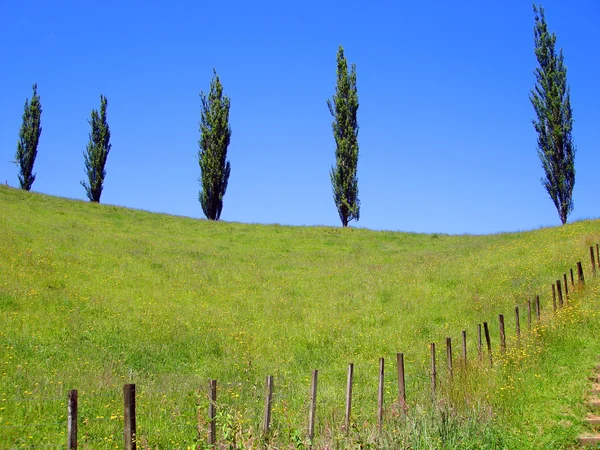 Cinq arbres sur Hill Ridge, Nouvelle-Zélande — Photo