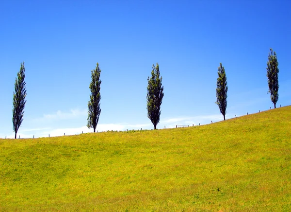 Five Pine Trees on a Grassy Hill Ridge — Stock Photo, Image