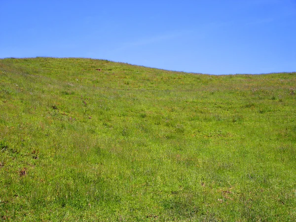 Grassy Hill of Wildflowers, Waitomo, NZ — Stock Photo, Image