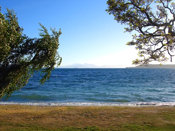 沿着海岸，新西兰的树木 — 图库照片
