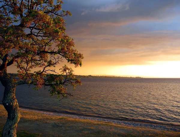 ニュージーランド タウポ湖 — ストック写真