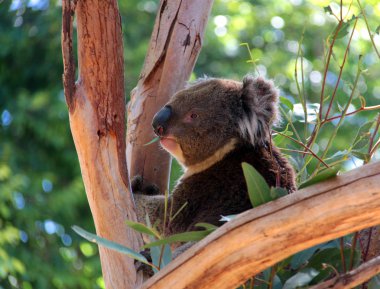 Victorian Koala in Tree, Australia clipart