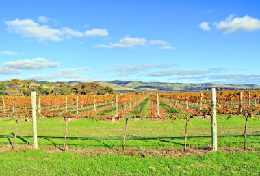 Winery Grape Vines in Autumn Colours clipart