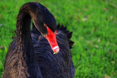 Australian Black Swan, Cygnus atratus clipart