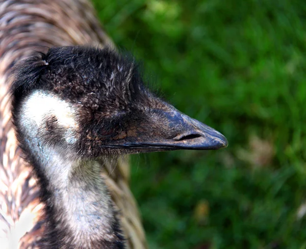 Profiel van de kant van de een Australische emu — Stockfoto