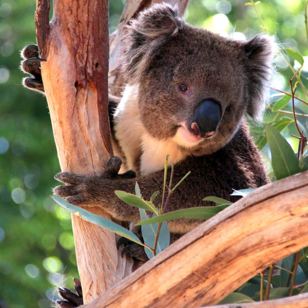 Koala in un albero di eucalipto, Australia — Foto Stock