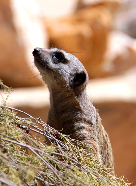 Szurikáta suricate - suricata suricatta — Stock Fotó