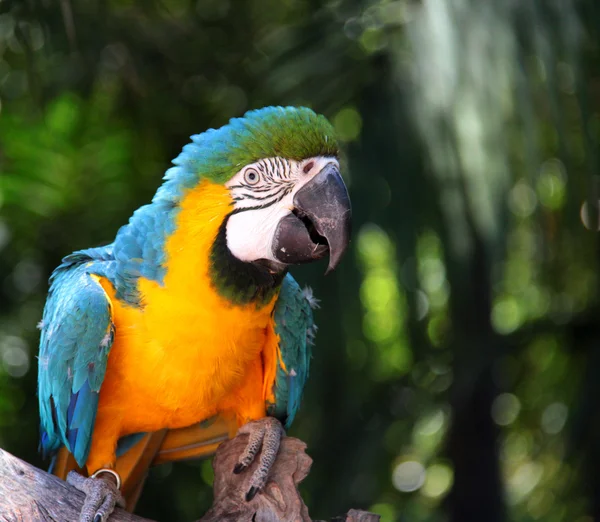 Modrý a žlutý macaw — Stock fotografie