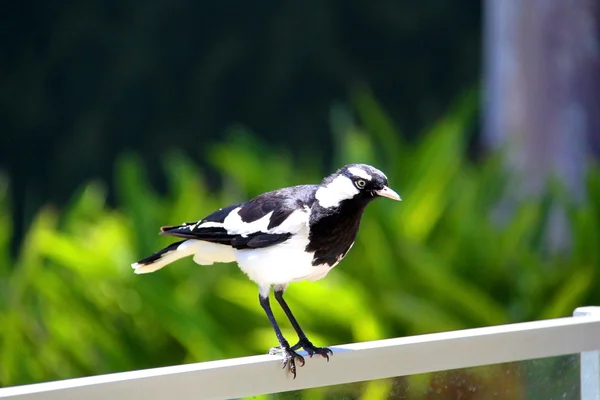 Murray-Magpie debout sur la clôture — Photo