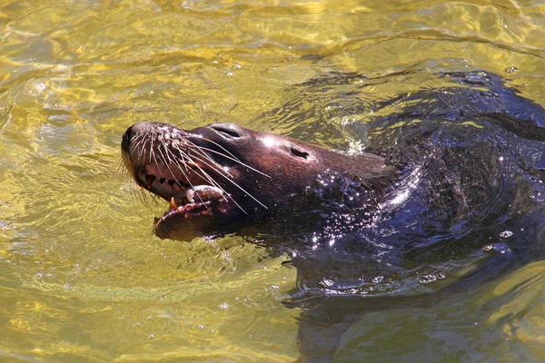 Australian Sea-Lion comer um peixe — Fotografia de Stock