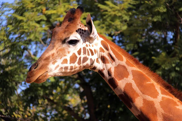Žirafa - boční profil obličeje a krku — Stock fotografie