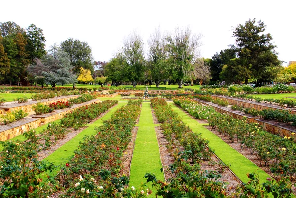 Formell rosenträdgård — Stockfoto