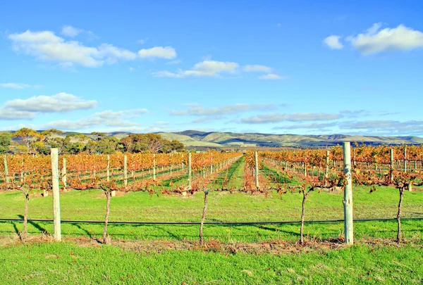 Producent druif wijnstokken in herfstkleuren — Stockfoto