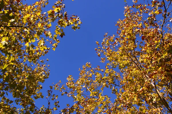 Őszi levelek, sík fák Jogdíjmentes Stock Fotók