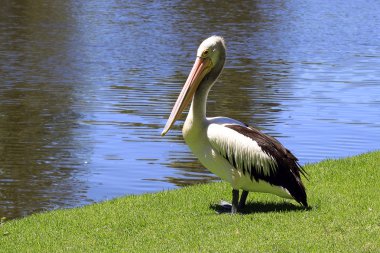 Australian Pelican along a River bank clipart
