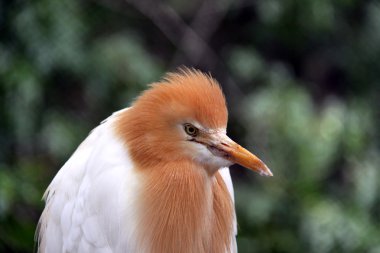 Breeding Eastern Cattle Egret clipart