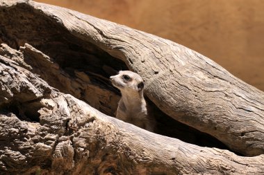 Meerkat Suricate - Suricata Suricatta clipart