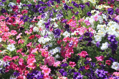 Field of Petunia Flowers clipart