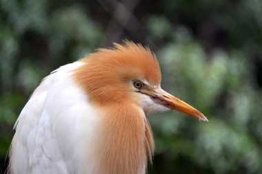 Breeding Eastern Cattle Egret clipart