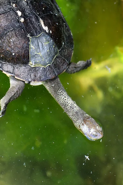 stock image Eastern Snake-Necked Turtle