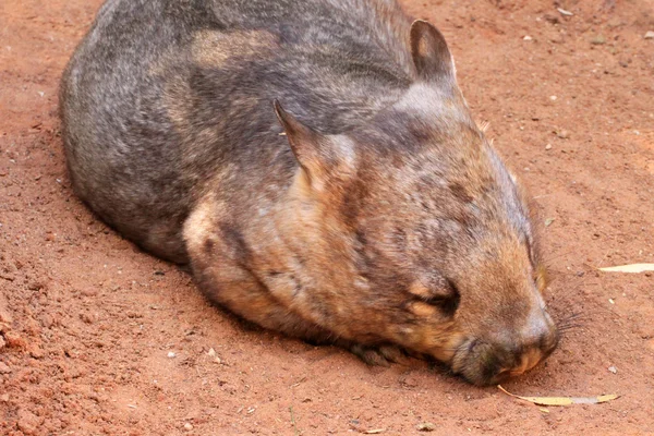 Wombat-nariz peludo do sul — Fotografia de Stock