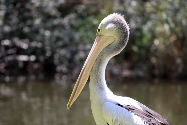 Australian Pelican (Wild) — Stock Photo, Image